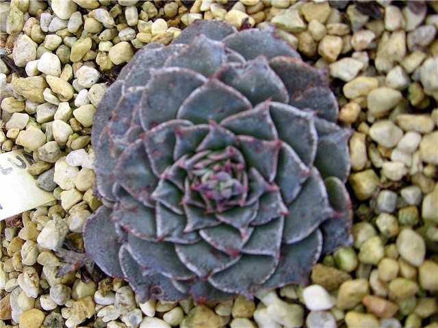 Graptopetalum bellum